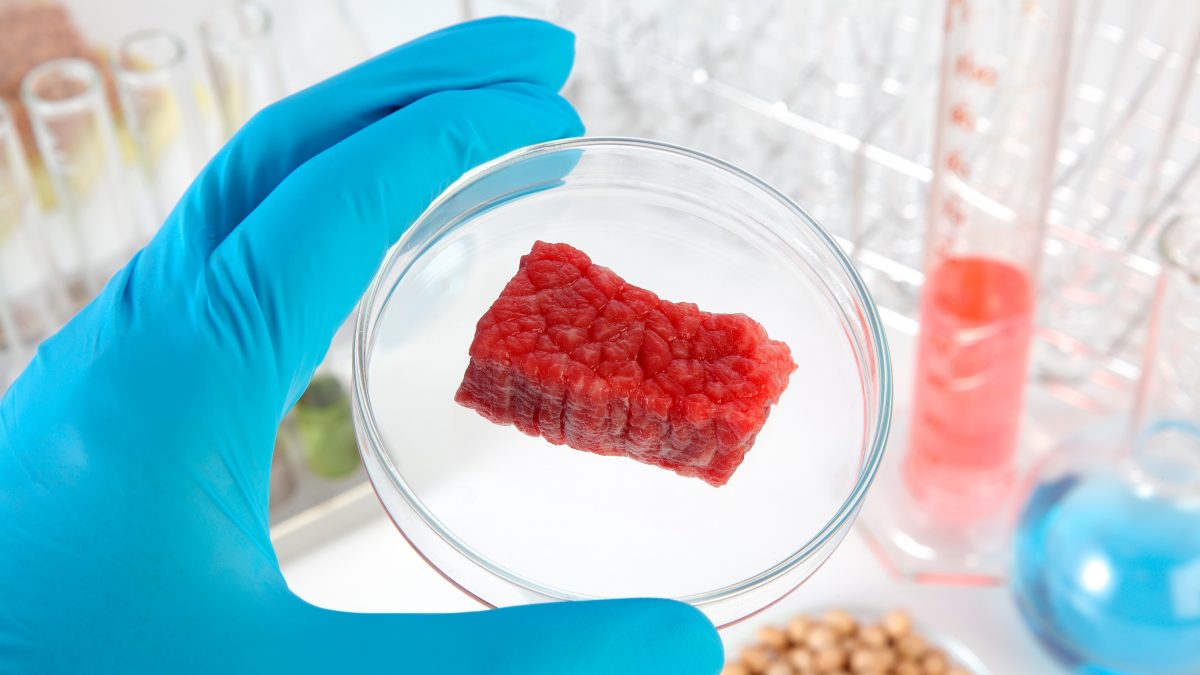 divieto carne sintetica italia