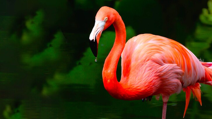 fenicotteri rosa perche