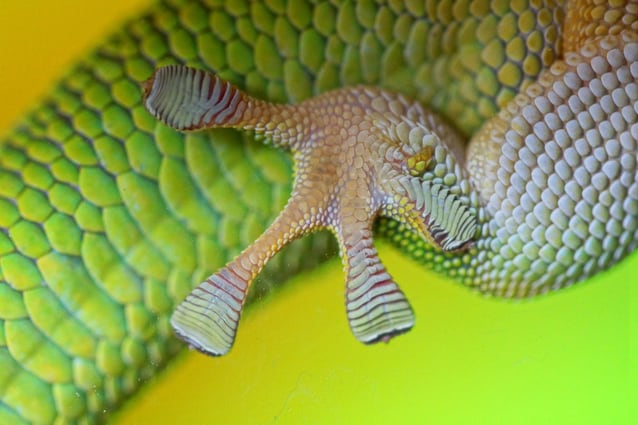 geco microscopio zampa dx