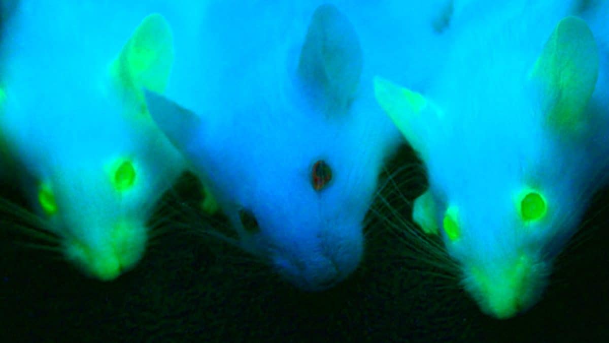 tecnicholor proteine