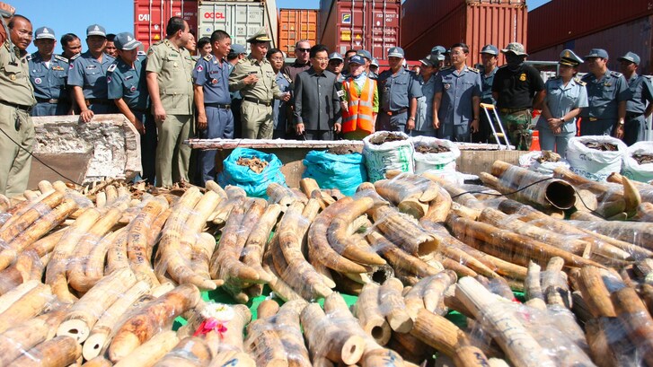 vietnam sequestro avorio