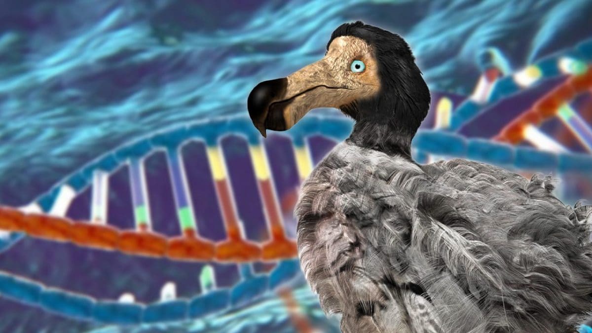 De-estinzione dodo