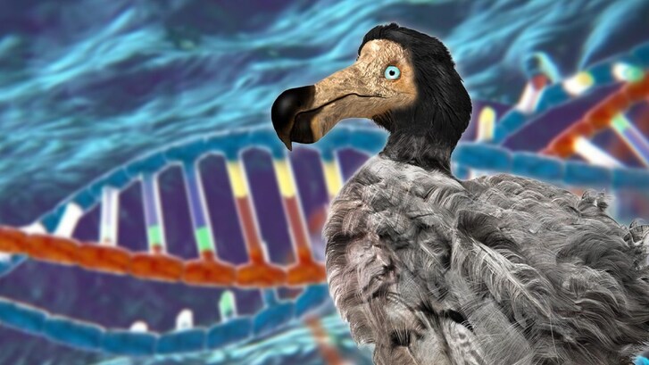 De-estinzione dodo