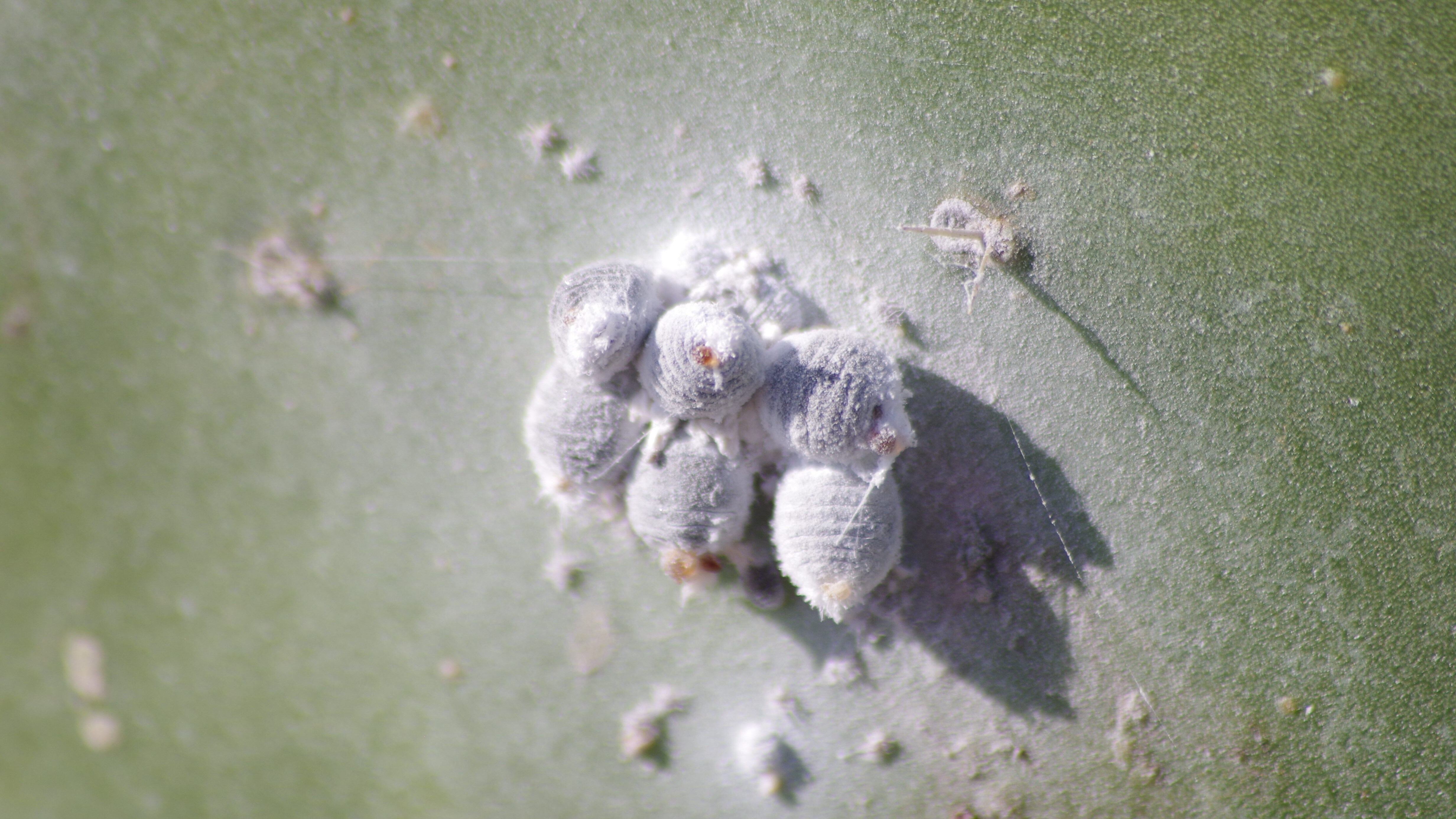 cocciniglia produzione e storia