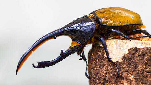 scarabeo hercules