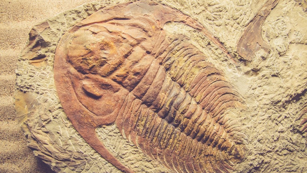 fossili montagna
