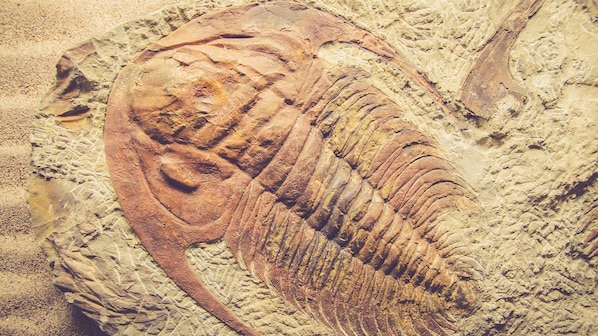 fossili montagna