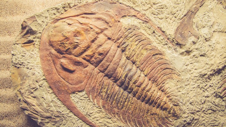 fossili montagna
