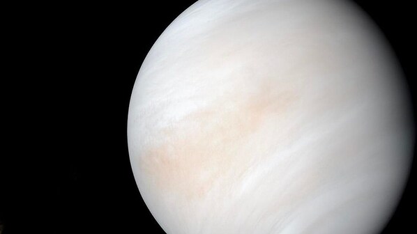 venere