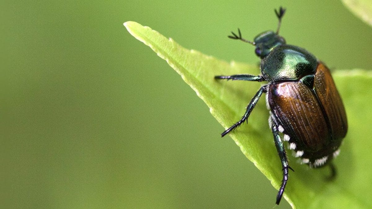 coleottero giapponese