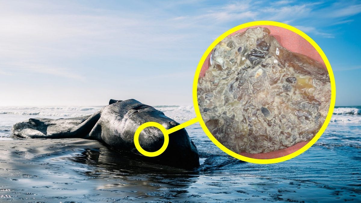 ambra grigia mezzo milione