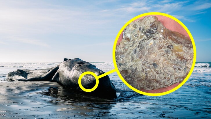 ambra grigia mezzo milione