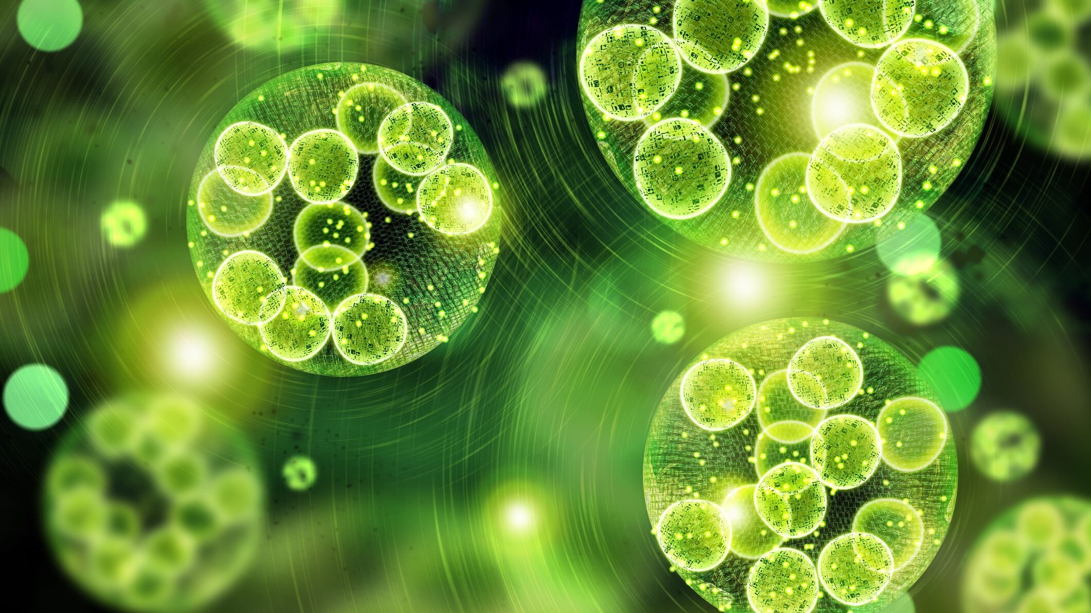 clorofilla microalghe napoli