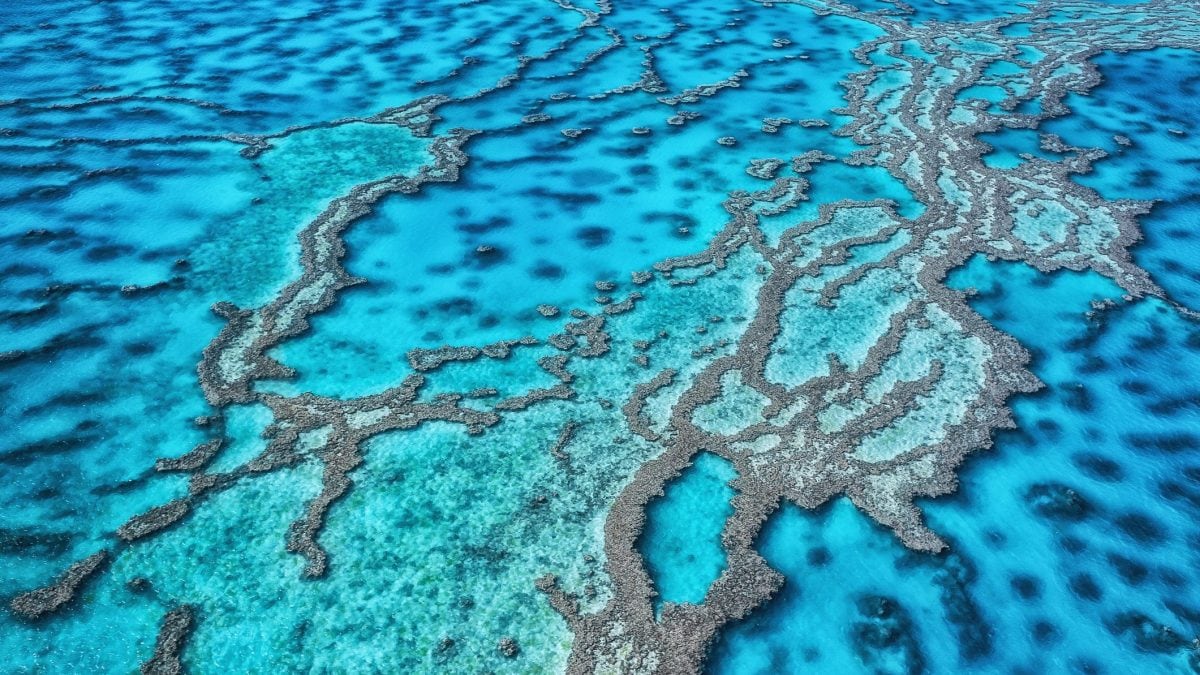 grande barriera corallina