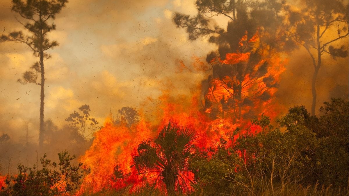 legame incendi clima