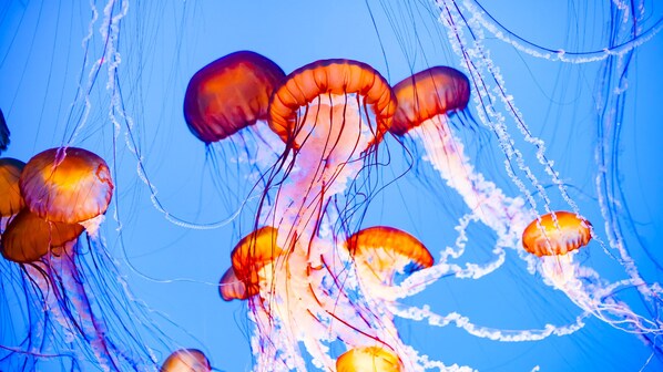 meduse mediterraneo