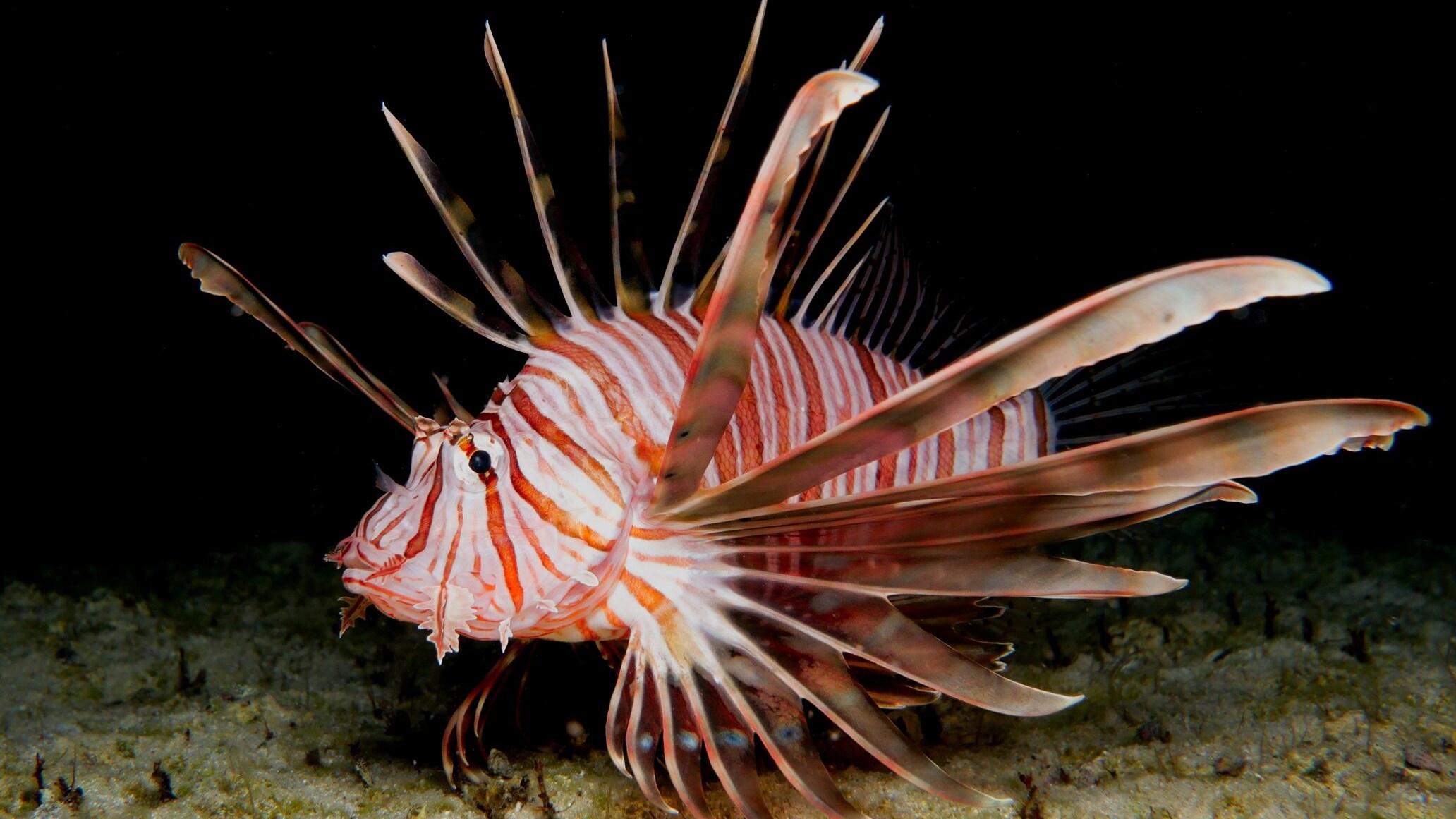 pesce scorpione acque italiane
