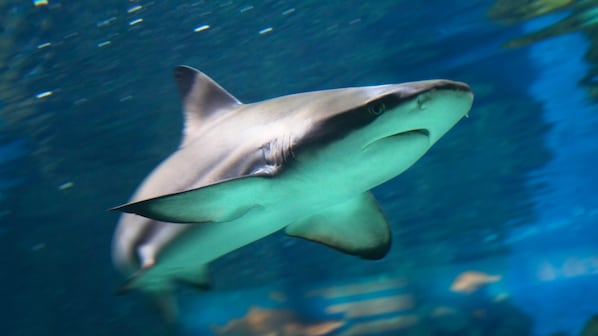 squali vicini alle coste