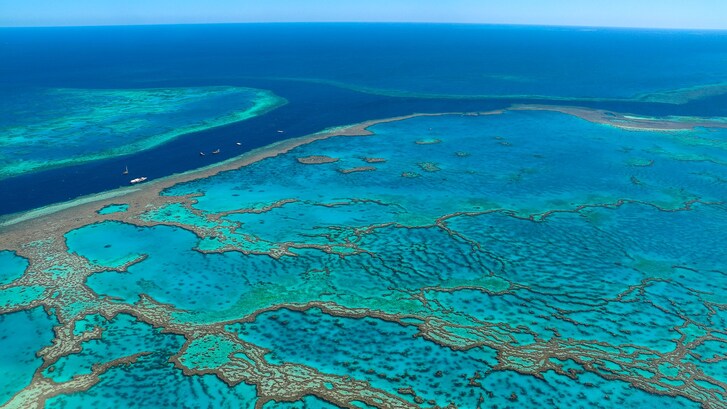 Biodiversita grande barriera corallina