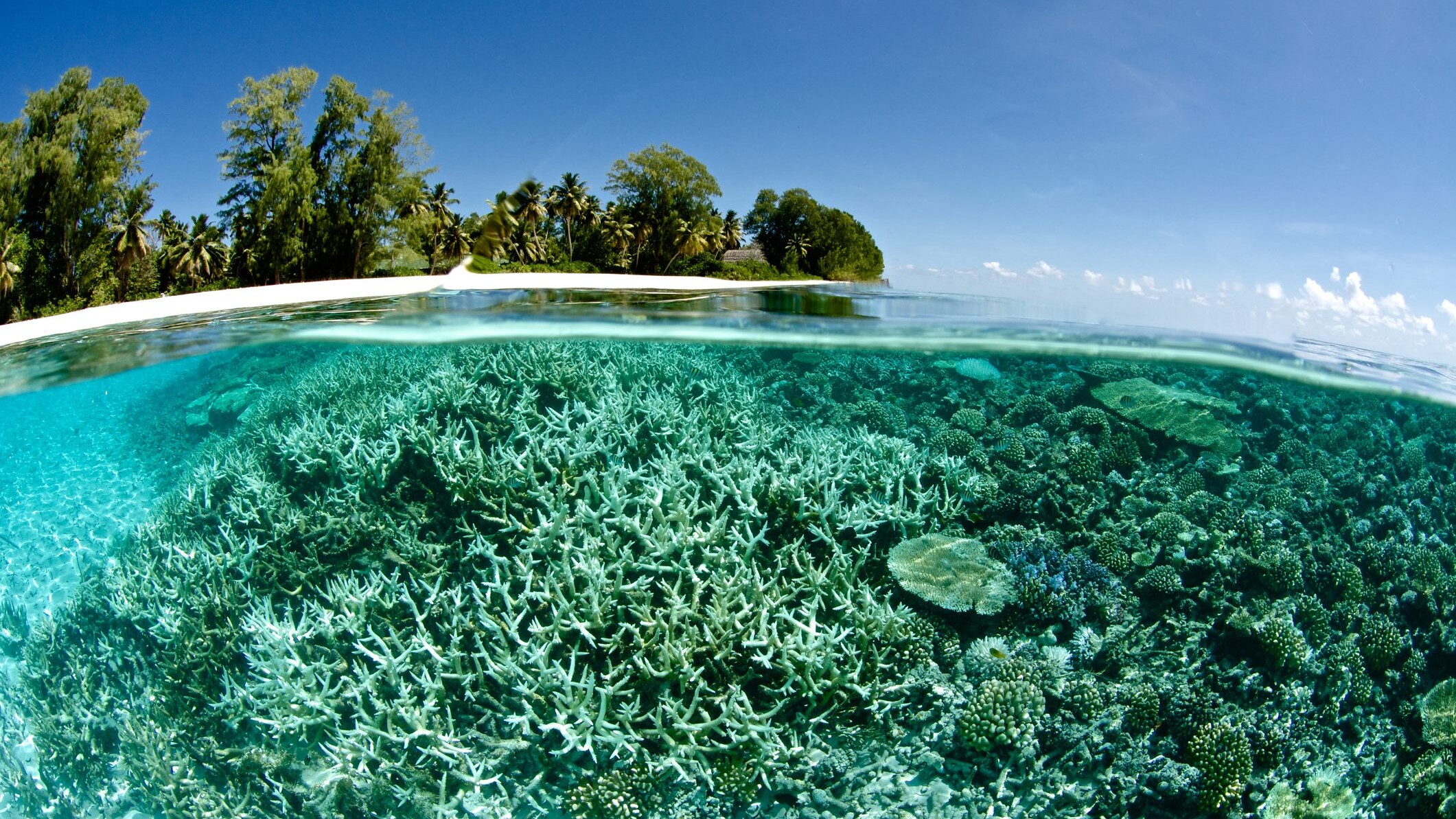 coral bleaching