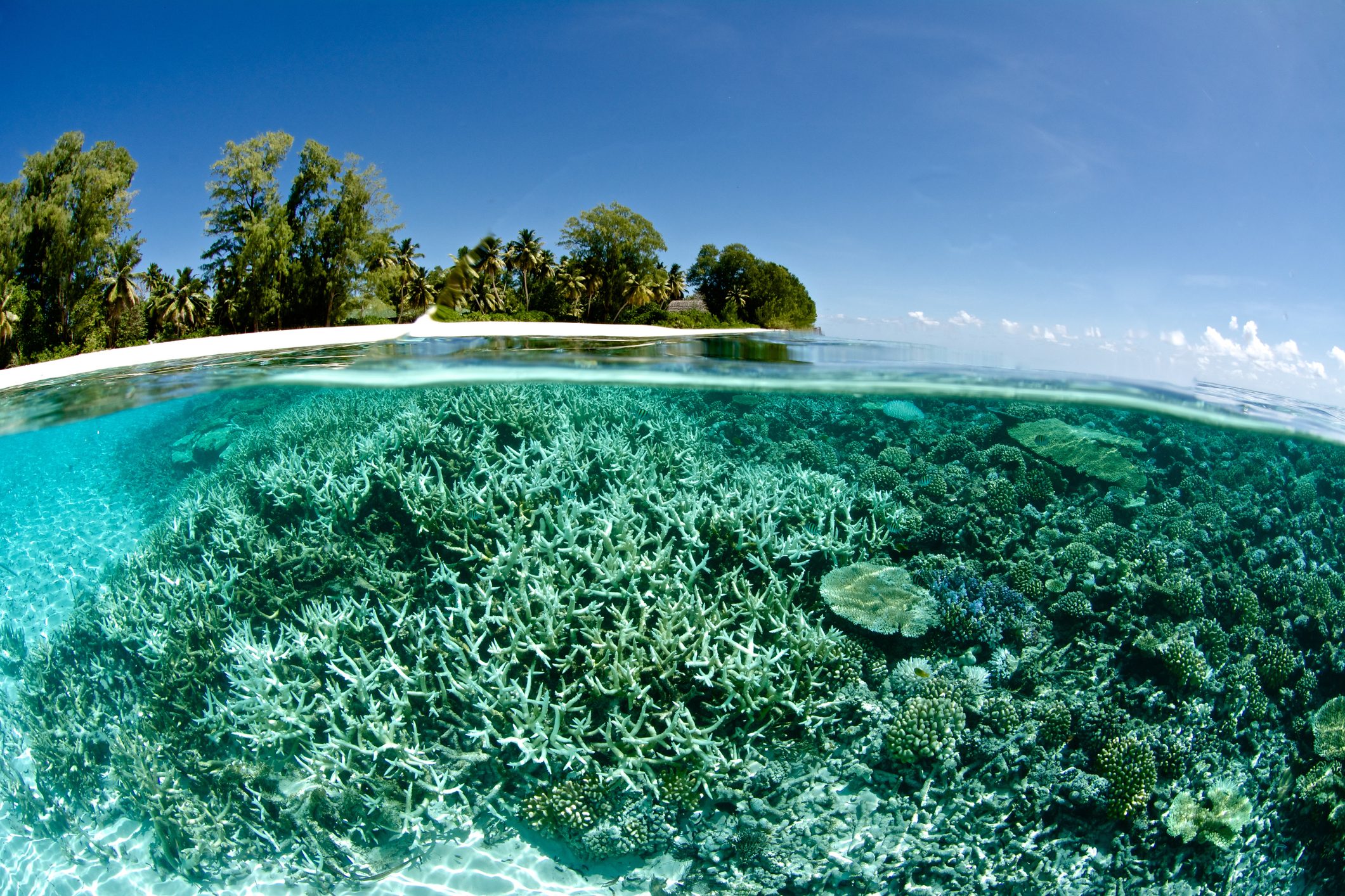 coral bleaching
