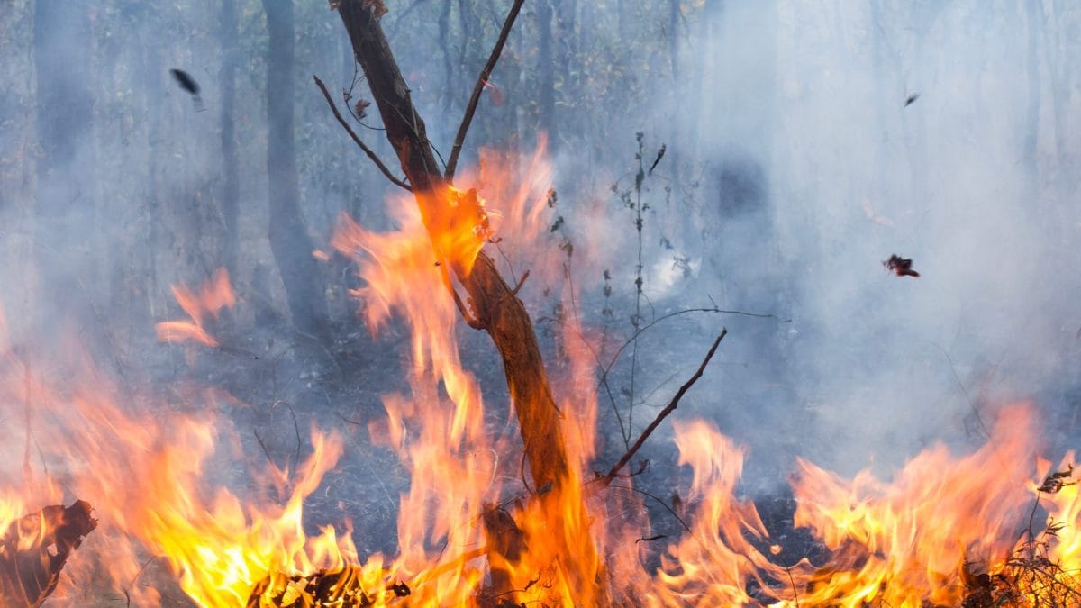 incendio hawaii satellite