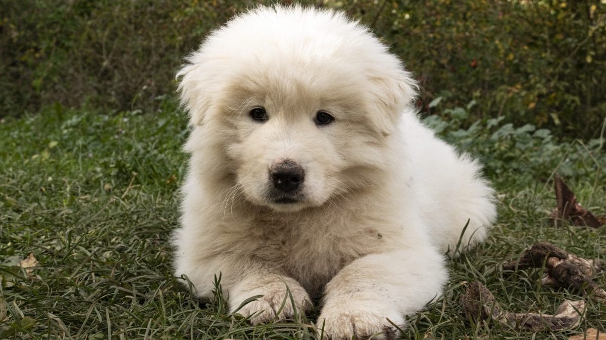 baby schema cucciolo cane