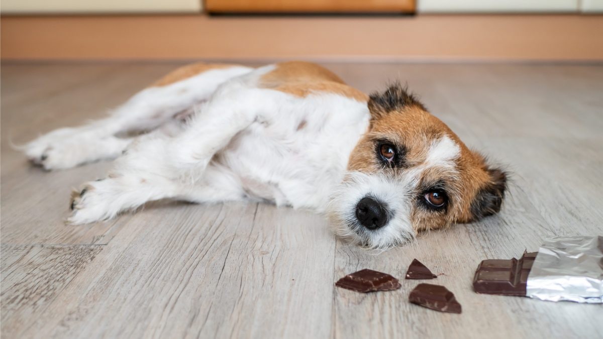 cane cioccolato pericoloso