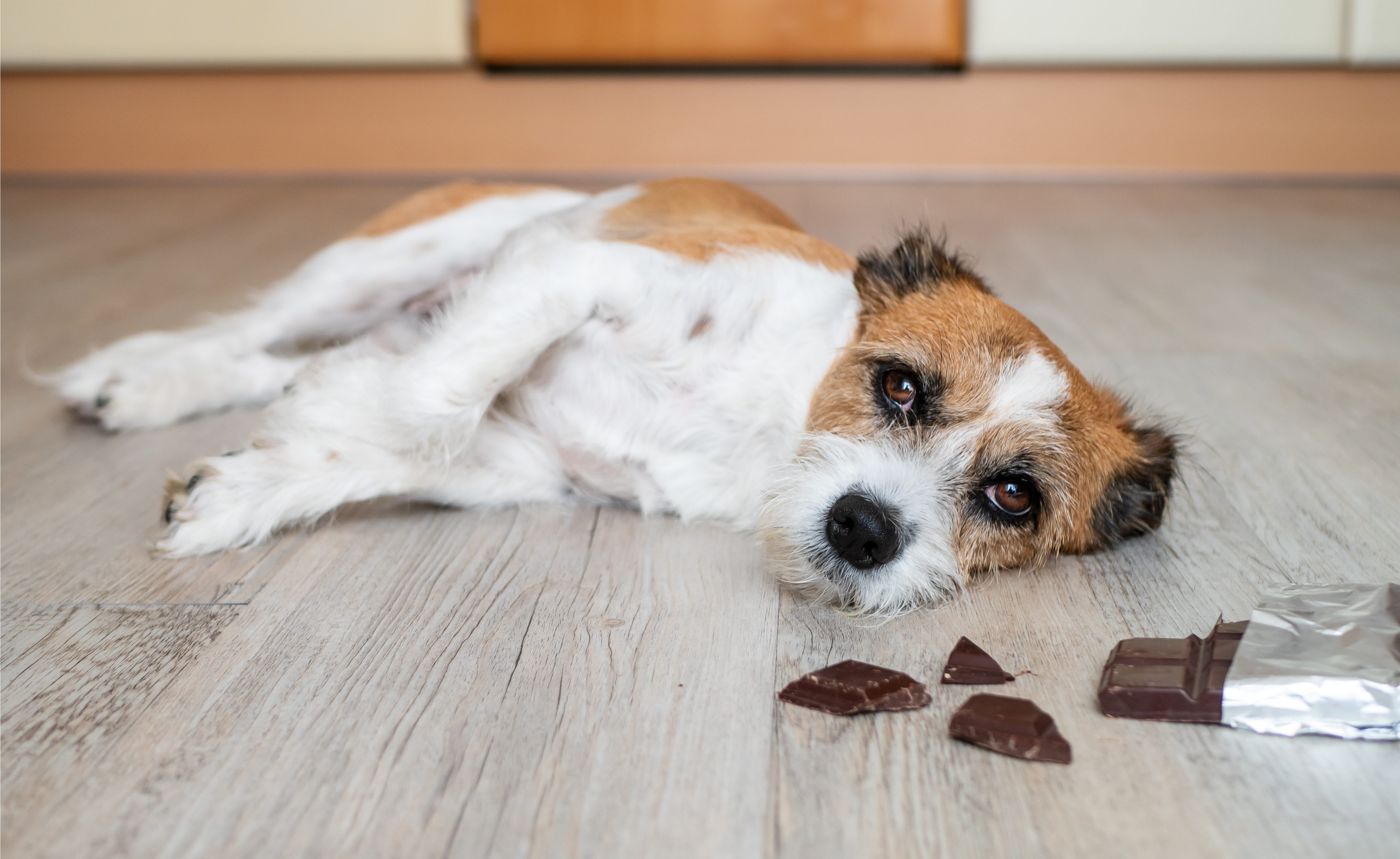 cane cioccolato pericoloso