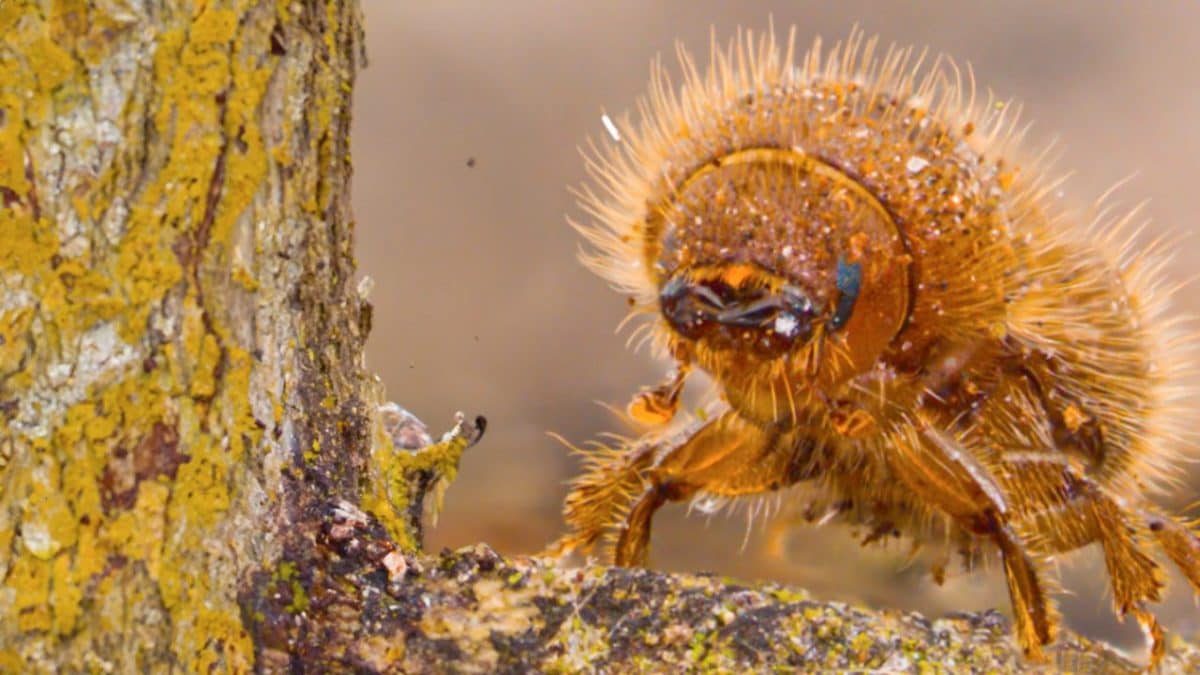 bostrico tipografo insetto abeti alpi