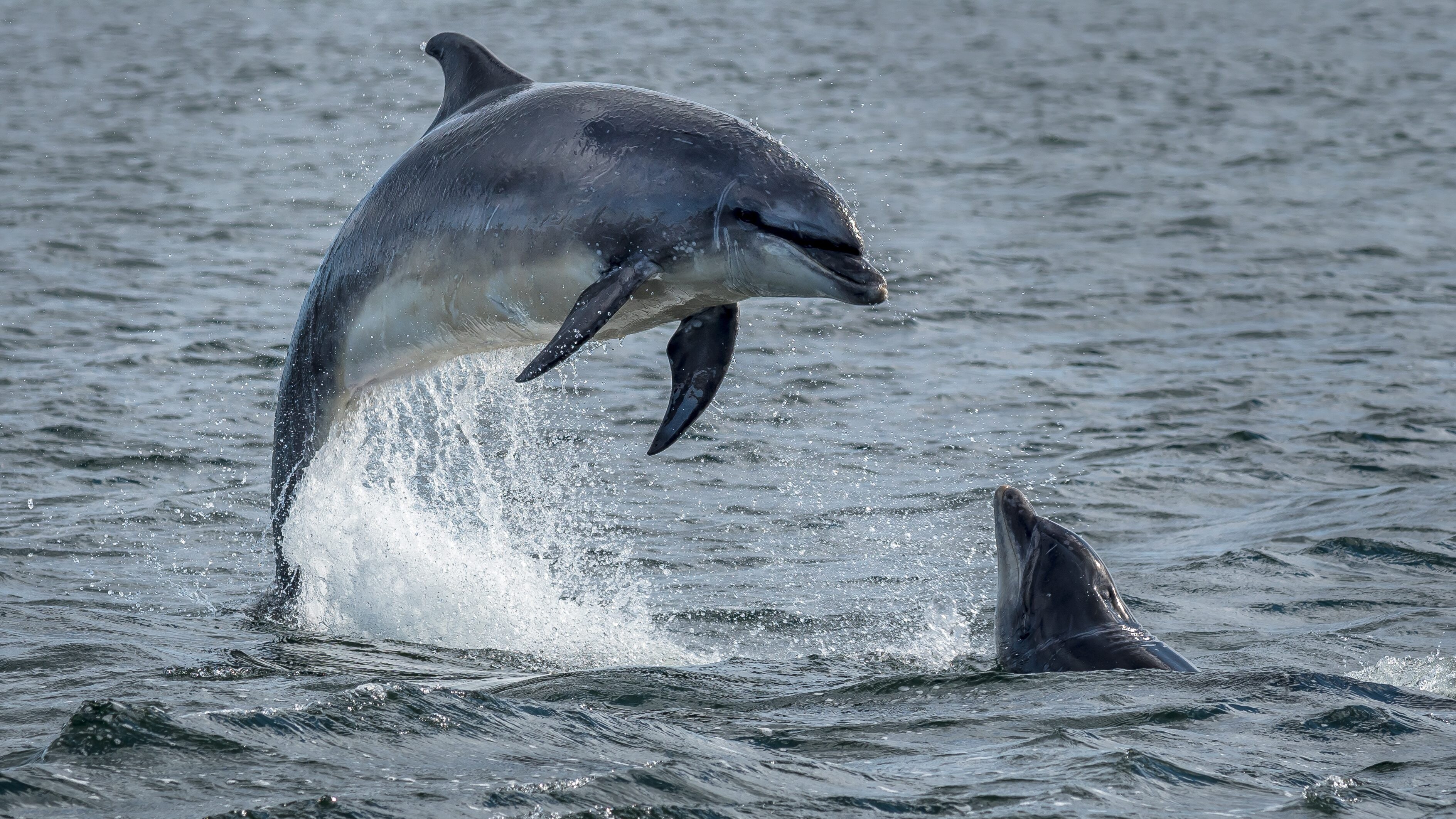 Comunicazione cetacei