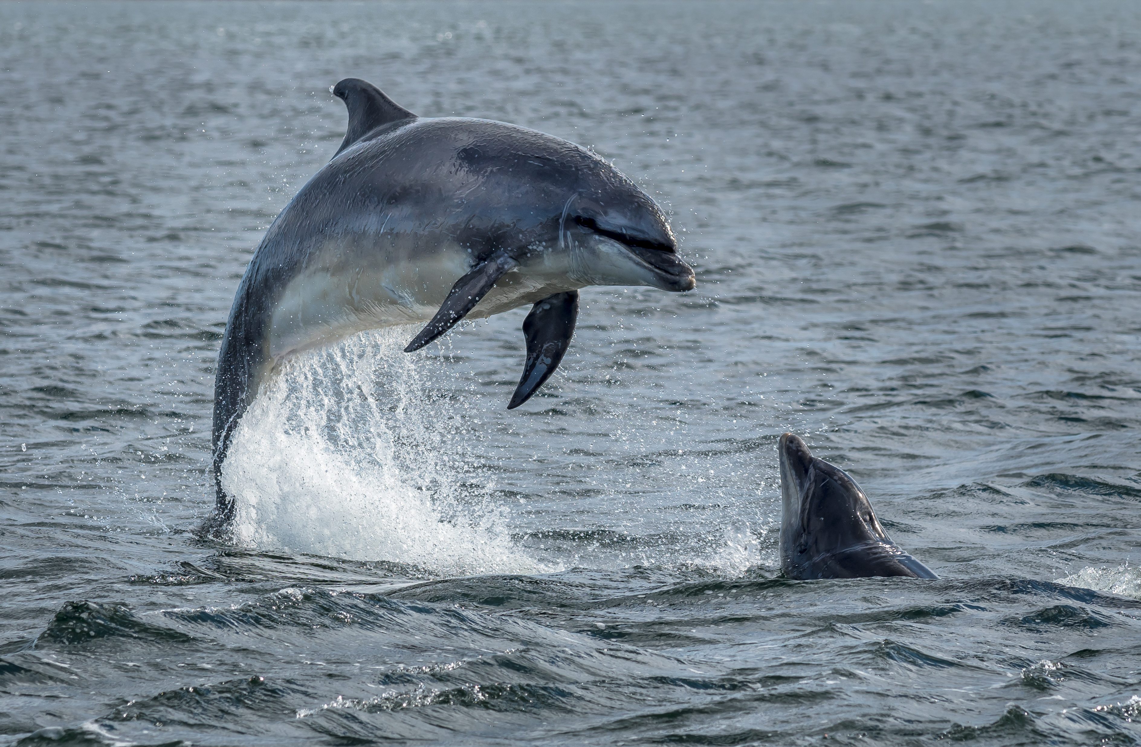 Comunicazione cetacei