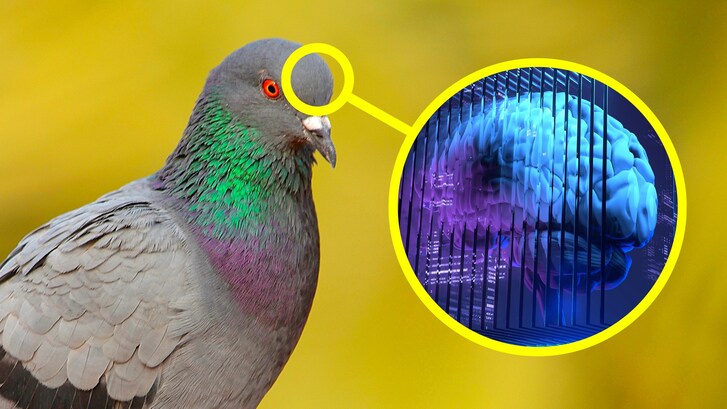 piccione AI