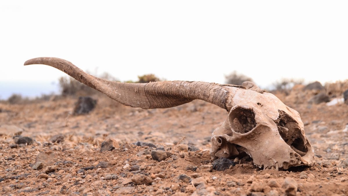 sesta estinzione di massa