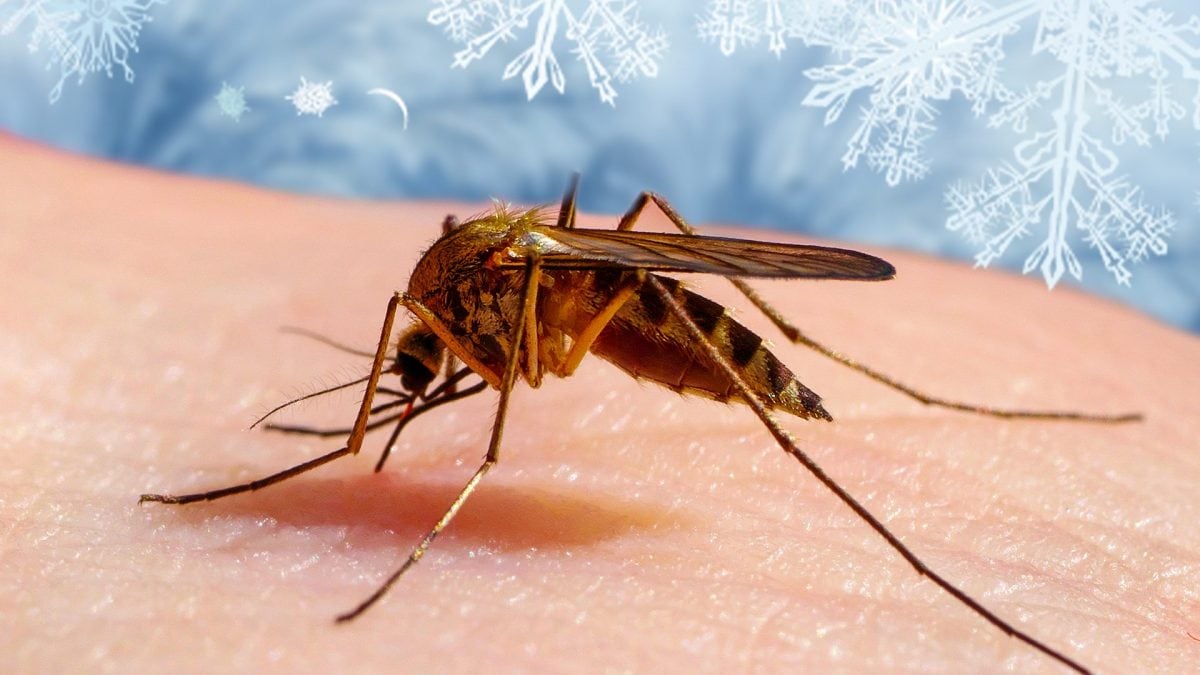 zanzare inverno 3