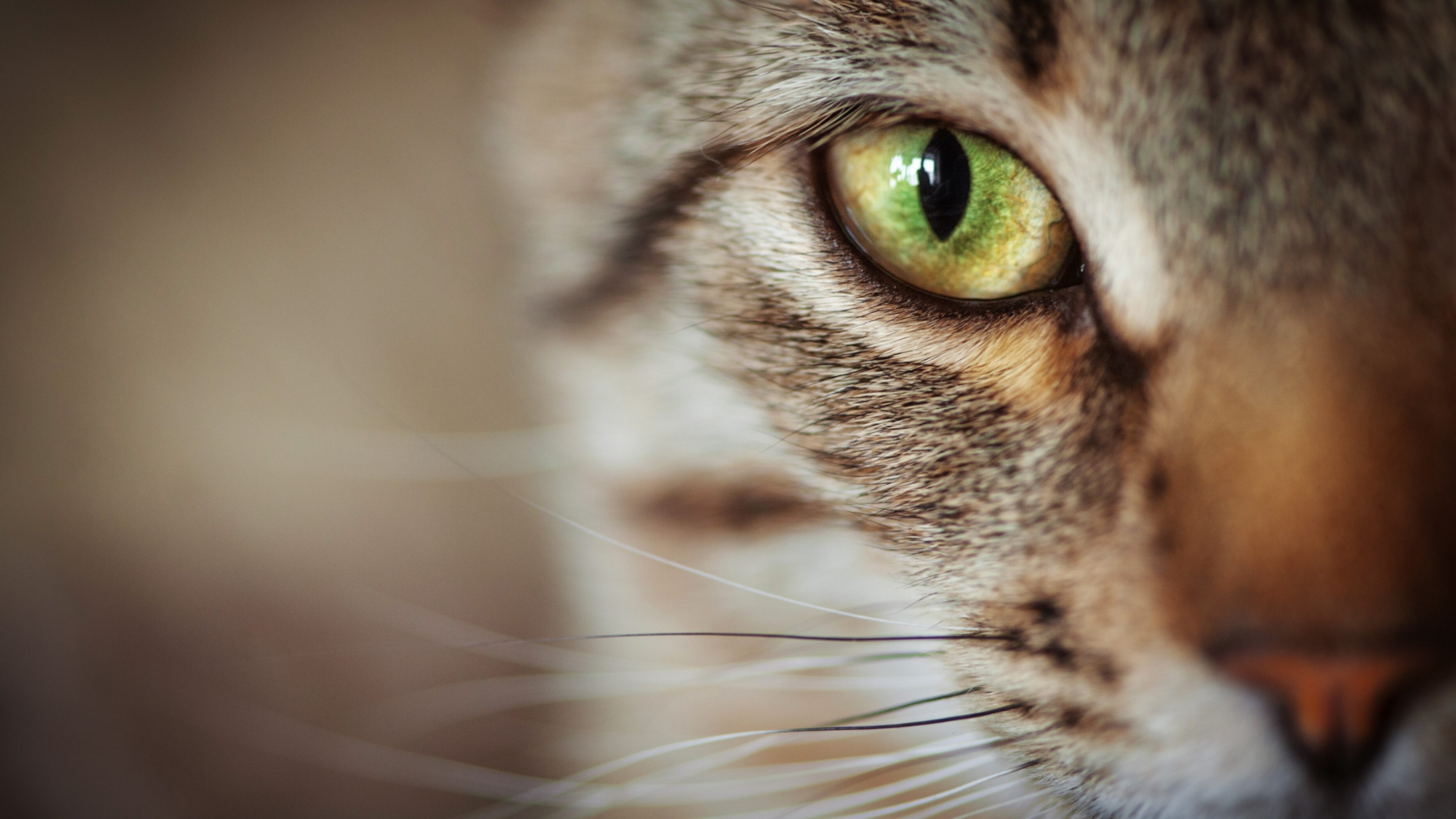 come vedono i gatti