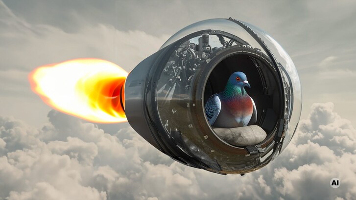 progetto piccione bomba