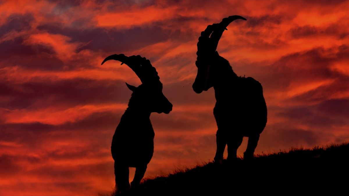 stambecchi notturni riscaldamento globale