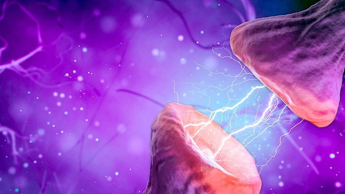 chimica dell'amore le fasi dell'innamoramento