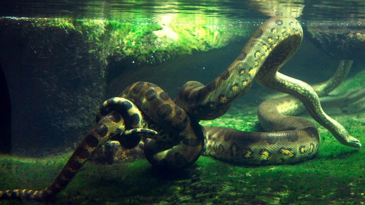 ananconda enorme trovata