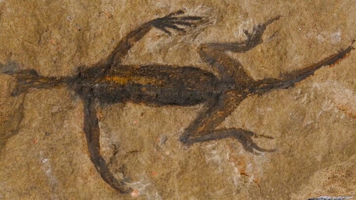 fossile falso