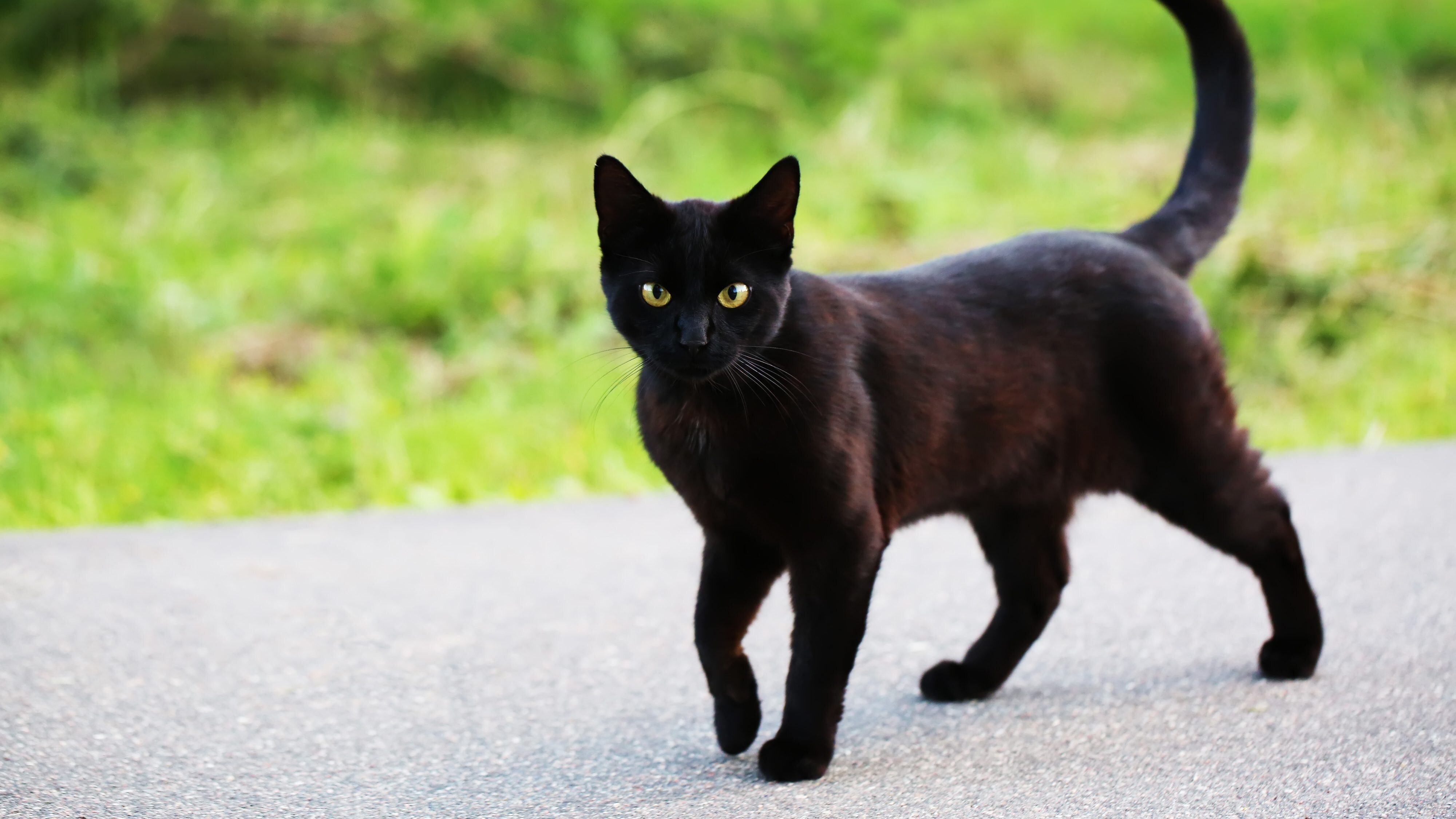 gatto nero superstizione