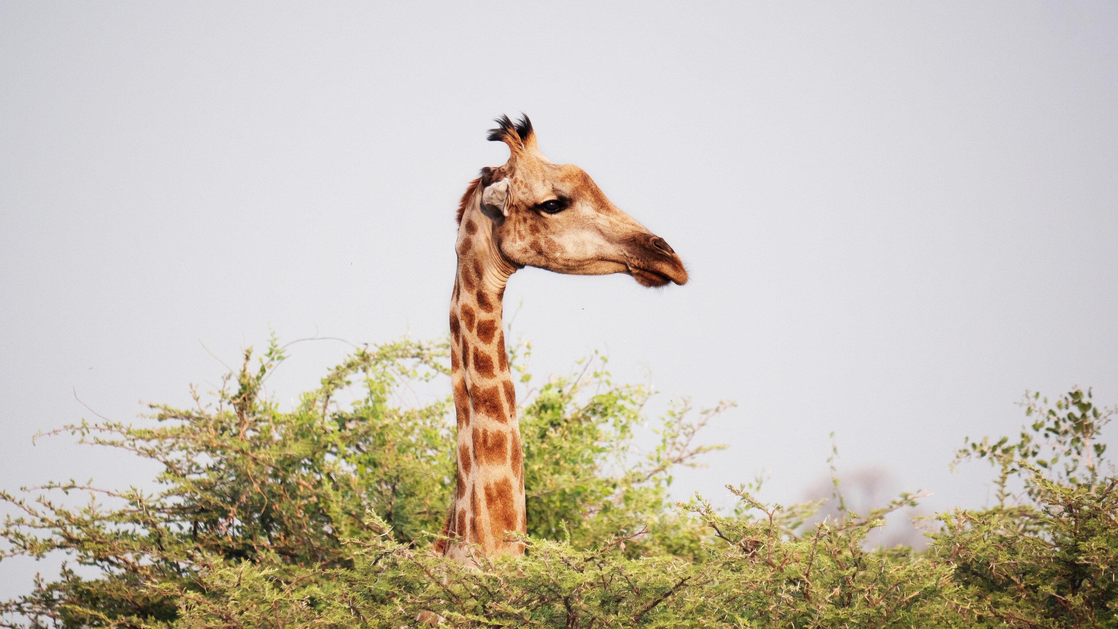 giraffe lamarck