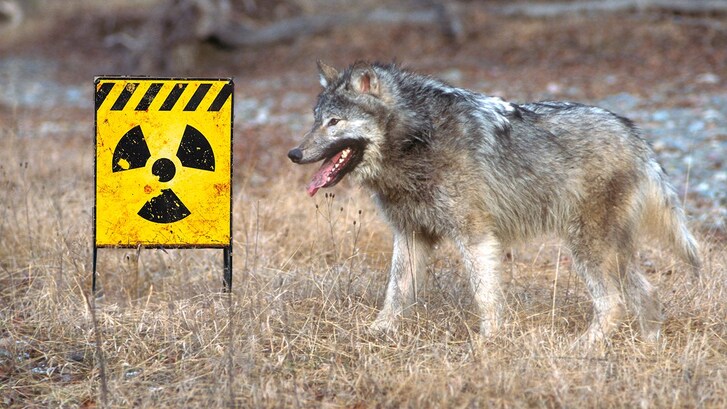 lupi chernobyl resistenti tumori cancro
