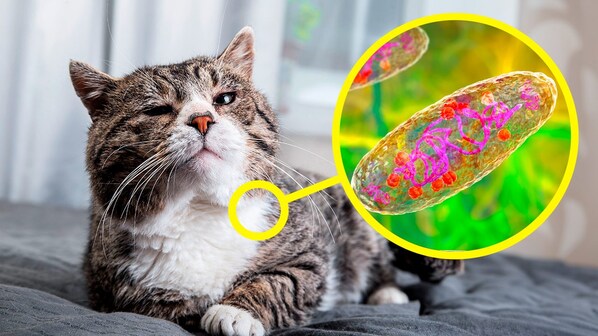 peste bubbonica gatto oregon