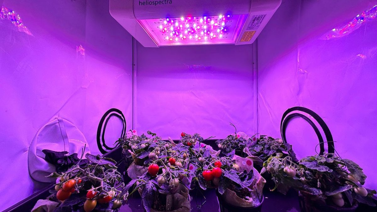 pomodoro san marziano