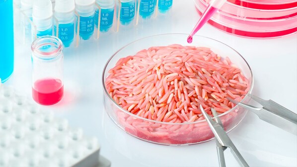 riso carne sintetica coltivata