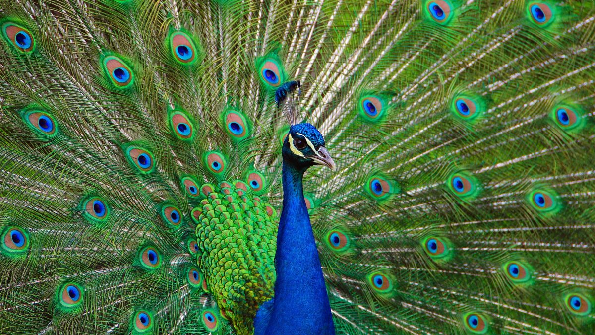 rituali corteggiamento regno animale