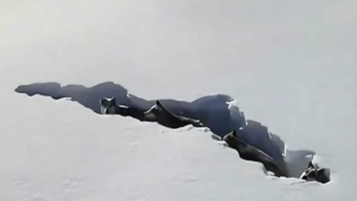 video virale lupi Cina