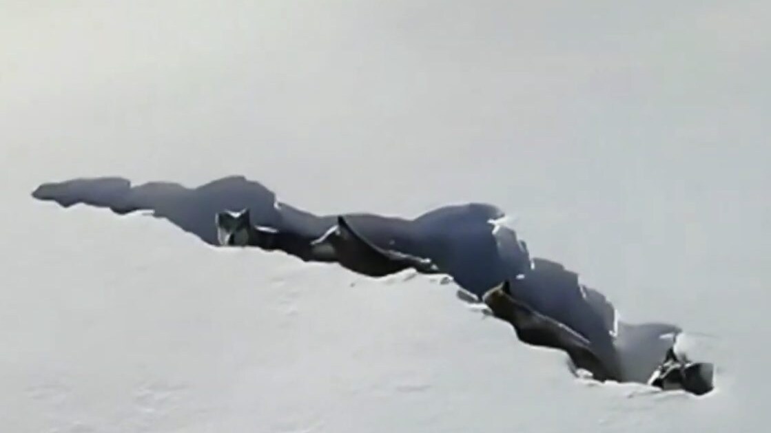 video virale lupi Cina